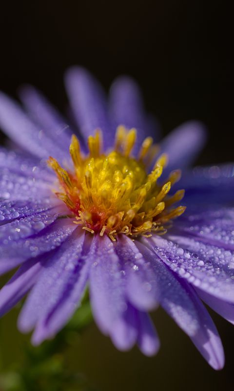 480x800 Wallpaper aster, flower, petals, drops, macro, pollen