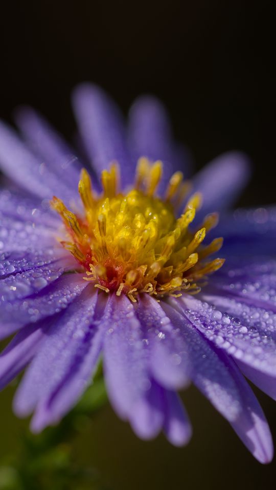 540x960 Wallpaper aster, flower, petals, drops, macro, pollen