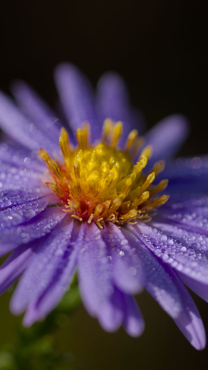720x1280 Wallpaper aster, flower, petals, drops, macro, pollen