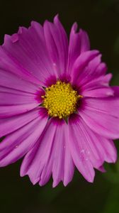 Preview wallpaper aster, flower, petals, macro, pink