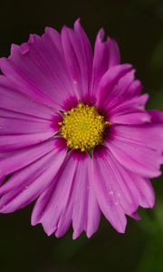 Preview wallpaper aster, flower, petals, macro, pink