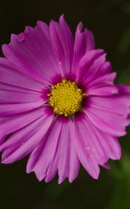 Preview wallpaper aster, flower, petals, macro, pink