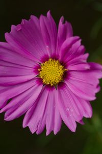 Preview wallpaper aster, flower, petals, macro, pink