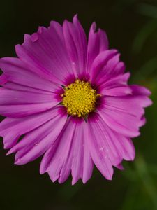Preview wallpaper aster, flower, petals, macro, pink