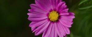 Preview wallpaper aster, flower, petals, macro, pink