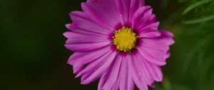 Preview wallpaper aster, flower, petals, macro, pink