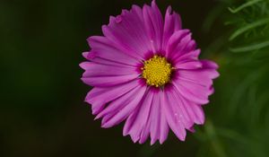 Preview wallpaper aster, flower, petals, macro, pink