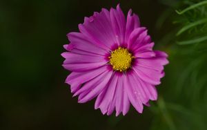 Preview wallpaper aster, flower, petals, macro, pink