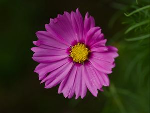 Preview wallpaper aster, flower, petals, macro, pink