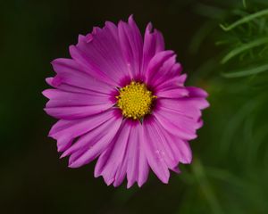 Preview wallpaper aster, flower, petals, macro, pink