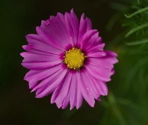 Preview wallpaper aster, flower, petals, macro, pink