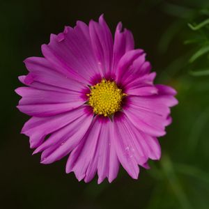 Preview wallpaper aster, flower, petals, macro, pink