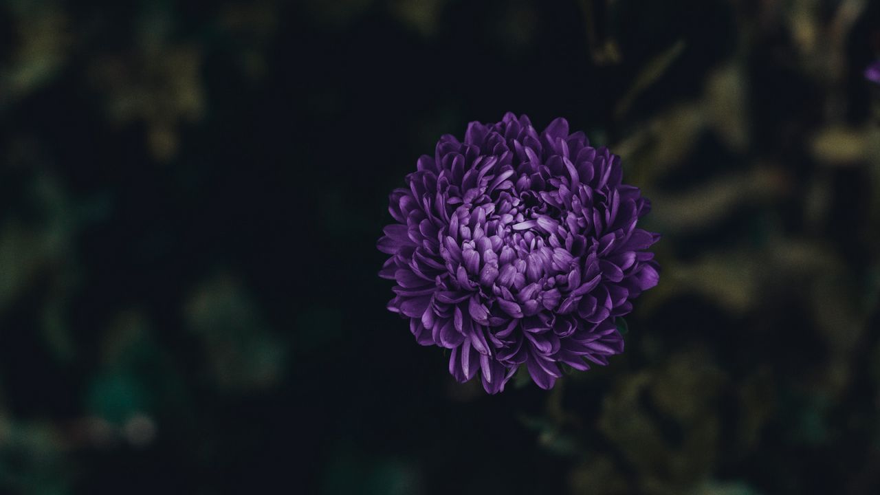 Wallpaper aster, flower, purple, bloom