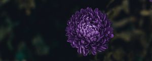 Preview wallpaper aster, flower, purple, bloom