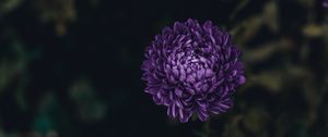 Preview wallpaper aster, flower, purple, bloom