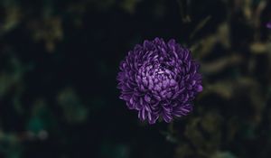 Preview wallpaper aster, flower, purple, bloom