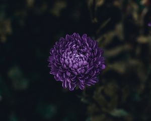 Preview wallpaper aster, flower, purple, bloom