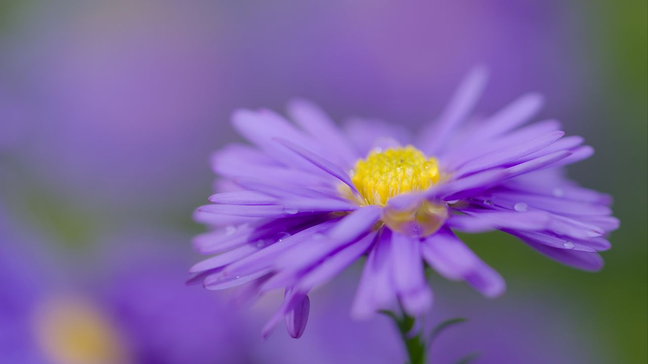 Wallpaper aster, flower, purple, petals, macro