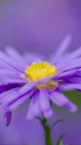 Preview wallpaper aster, flower, purple, petals, macro