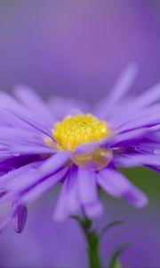 Preview wallpaper aster, flower, purple, petals, macro