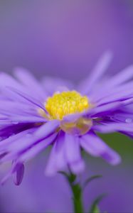 Preview wallpaper aster, flower, purple, petals, macro