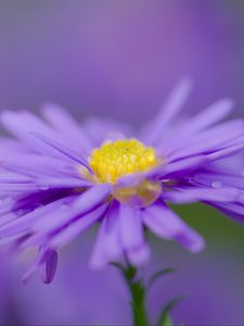 Preview wallpaper aster, flower, purple, petals, macro