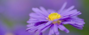 Preview wallpaper aster, flower, purple, petals, macro