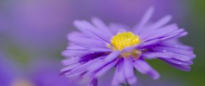 Preview wallpaper aster, flower, purple, petals, macro