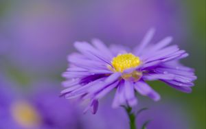 Preview wallpaper aster, flower, purple, petals, macro