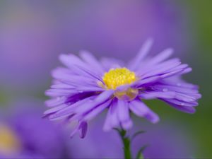 Preview wallpaper aster, flower, purple, petals, macro