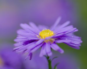 Preview wallpaper aster, flower, purple, petals, macro