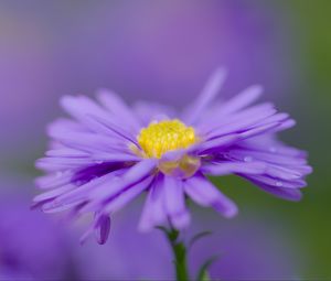 Preview wallpaper aster, flower, purple, petals, macro