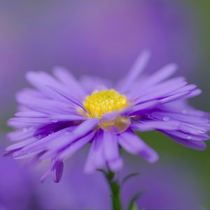 Preview wallpaper aster, flower, purple, petals, macro