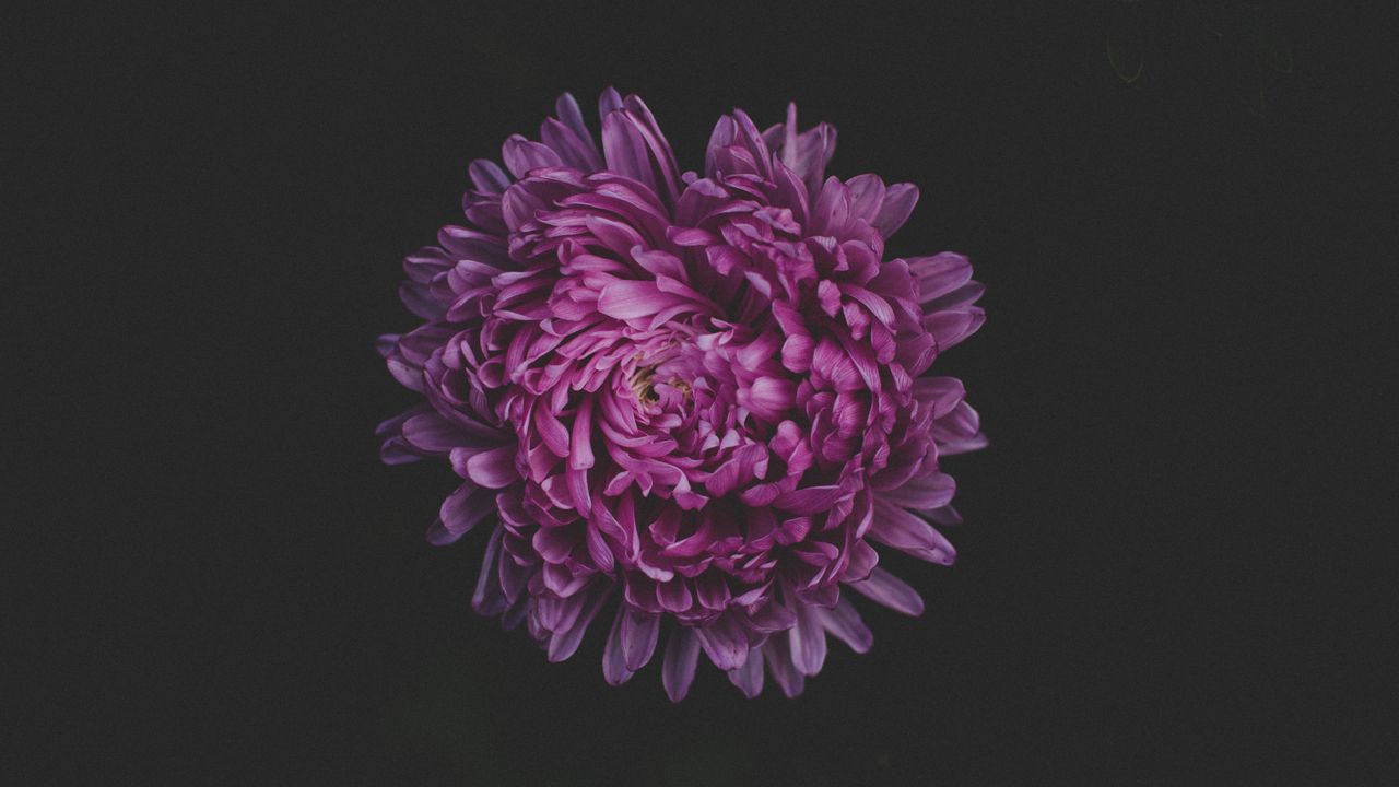 Wallpaper aster, flower, purple, dark