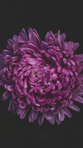 Preview wallpaper aster, flower, purple, dark
