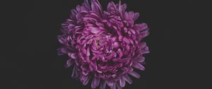 Preview wallpaper aster, flower, purple, dark