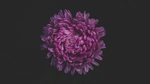 Preview wallpaper aster, flower, purple, dark