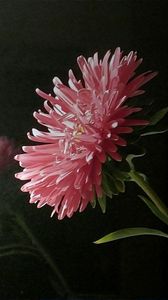 Preview wallpaper aster, flower, reflection, window, night