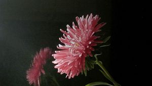 Preview wallpaper aster, flower, reflection, window, night