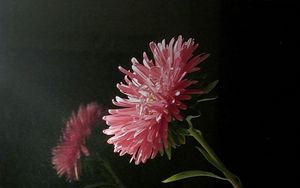 Preview wallpaper aster, flower, reflection, window, night