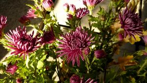 Preview wallpaper aster, flowers, bouquet, greenery, shade