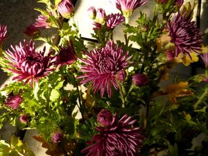 Preview wallpaper aster, flowers, bouquet, greenery, shade