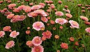 Preview wallpaper aster, flowers, flowerbed, green eyes