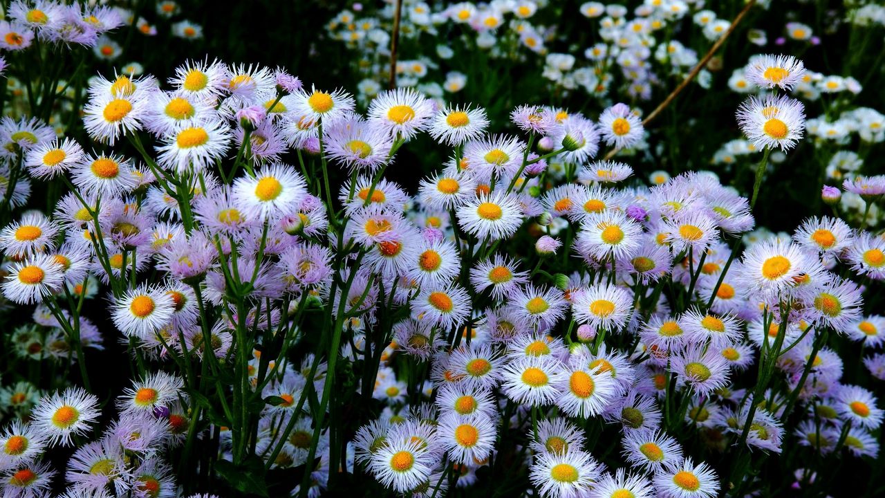 Wallpaper aster, flowers, flowerbed, many