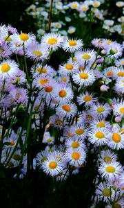 Preview wallpaper aster, flowers, flowerbed, many