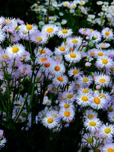 Preview wallpaper aster, flowers, flowerbed, many