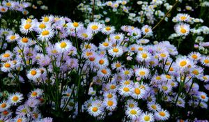 Preview wallpaper aster, flowers, flowerbed, many