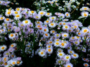 Preview wallpaper aster, flowers, flowerbed, many