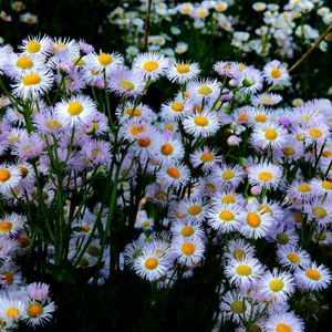 Preview wallpaper aster, flowers, flowerbed, many