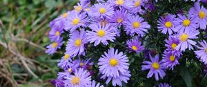 Preview wallpaper aster, flowers, plants, purple, macro
